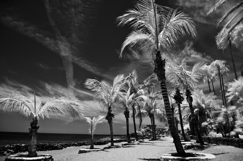 Palm trees on a beach