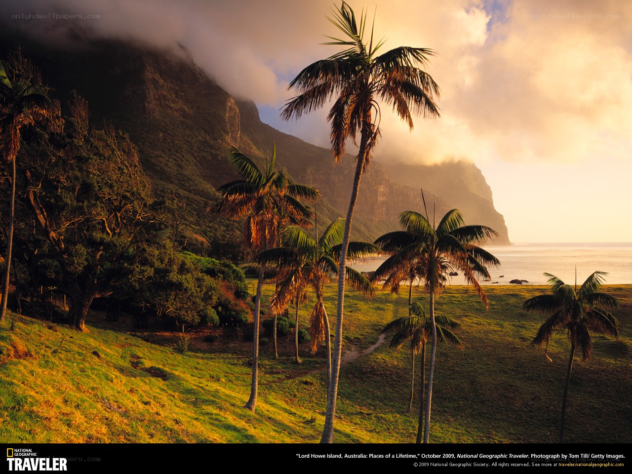Palm trees on a coastal hillside