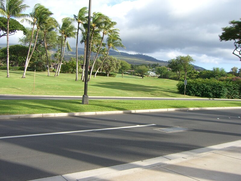 Palm trees on a golf course