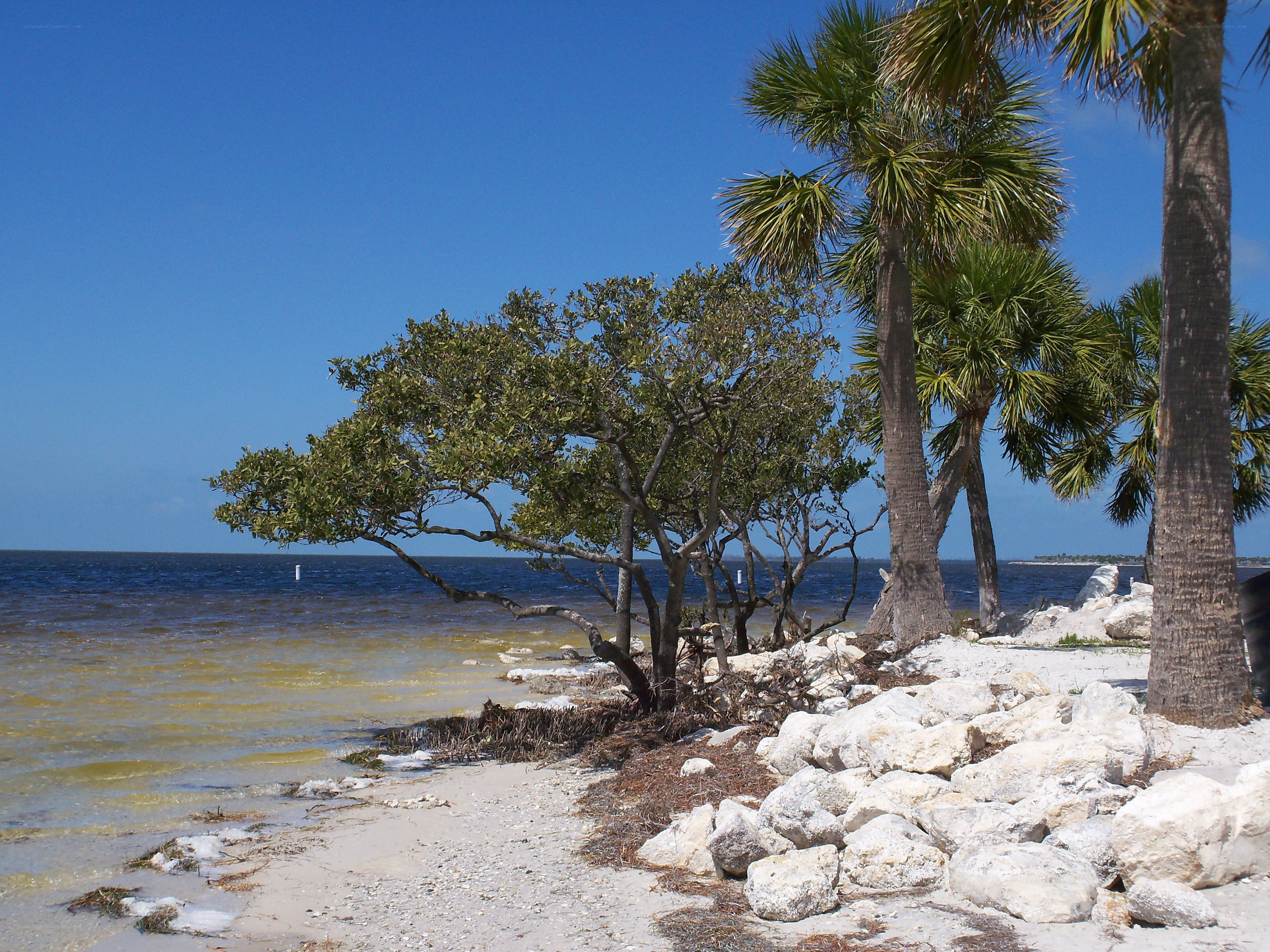 Palm trees on a rocky beach