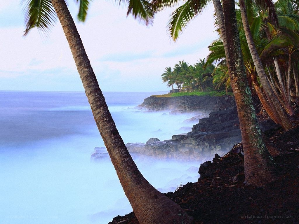 Palm trees on a rocky coast