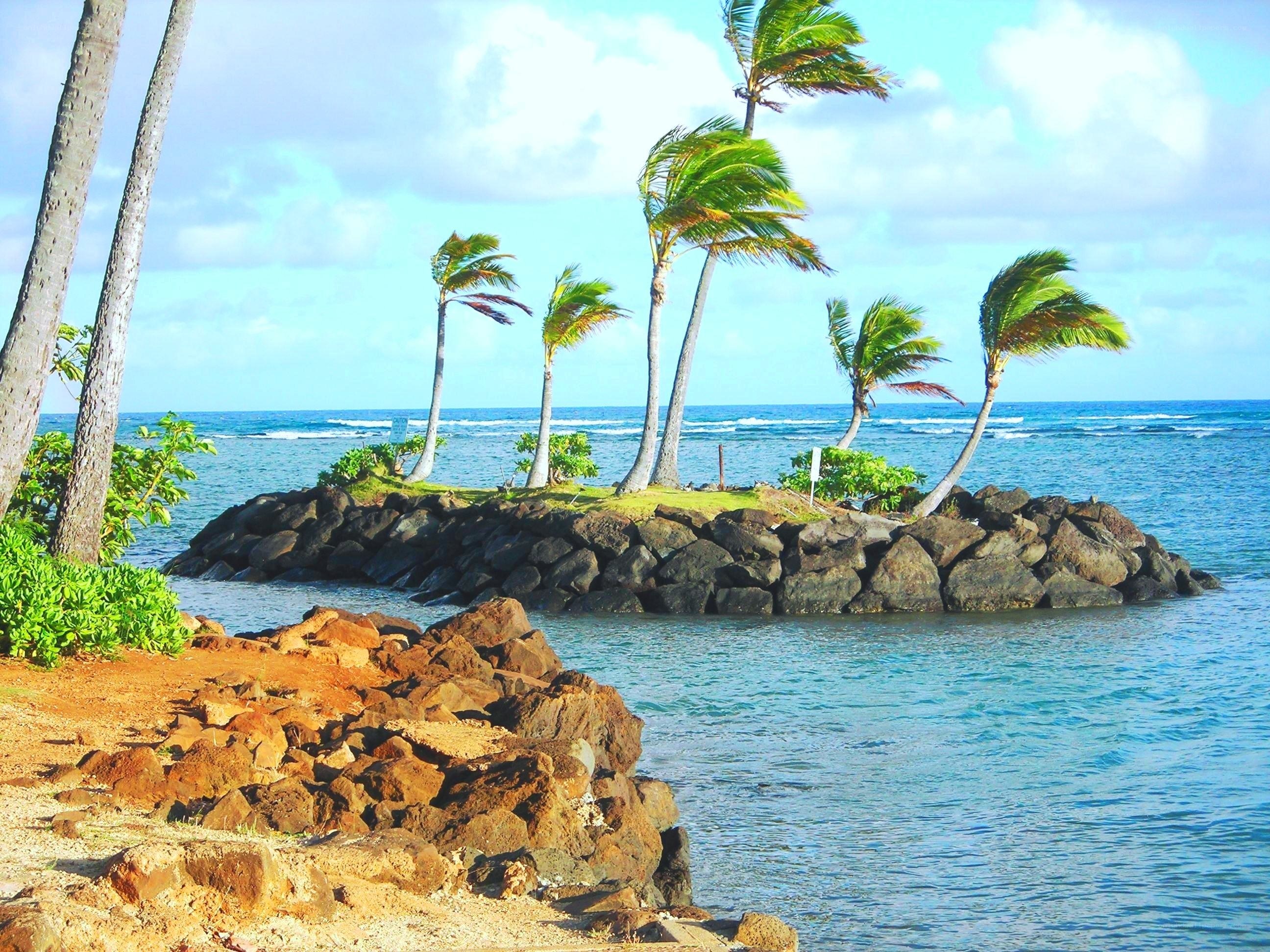Palm trees on a rocky island