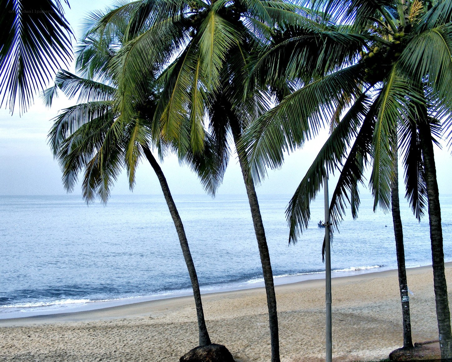 Palm trees on a sandy beach