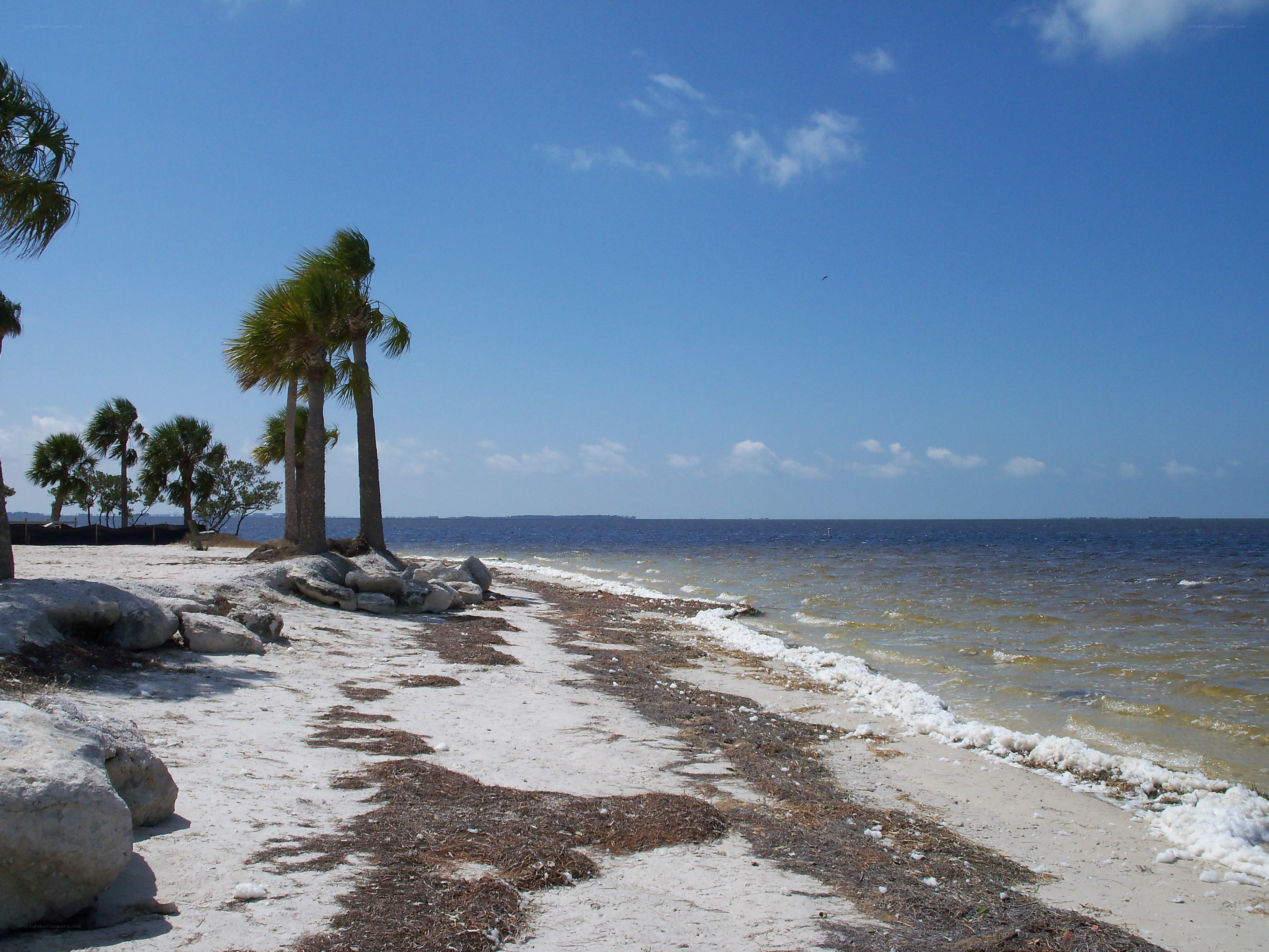 Palm trees on a sandy beach