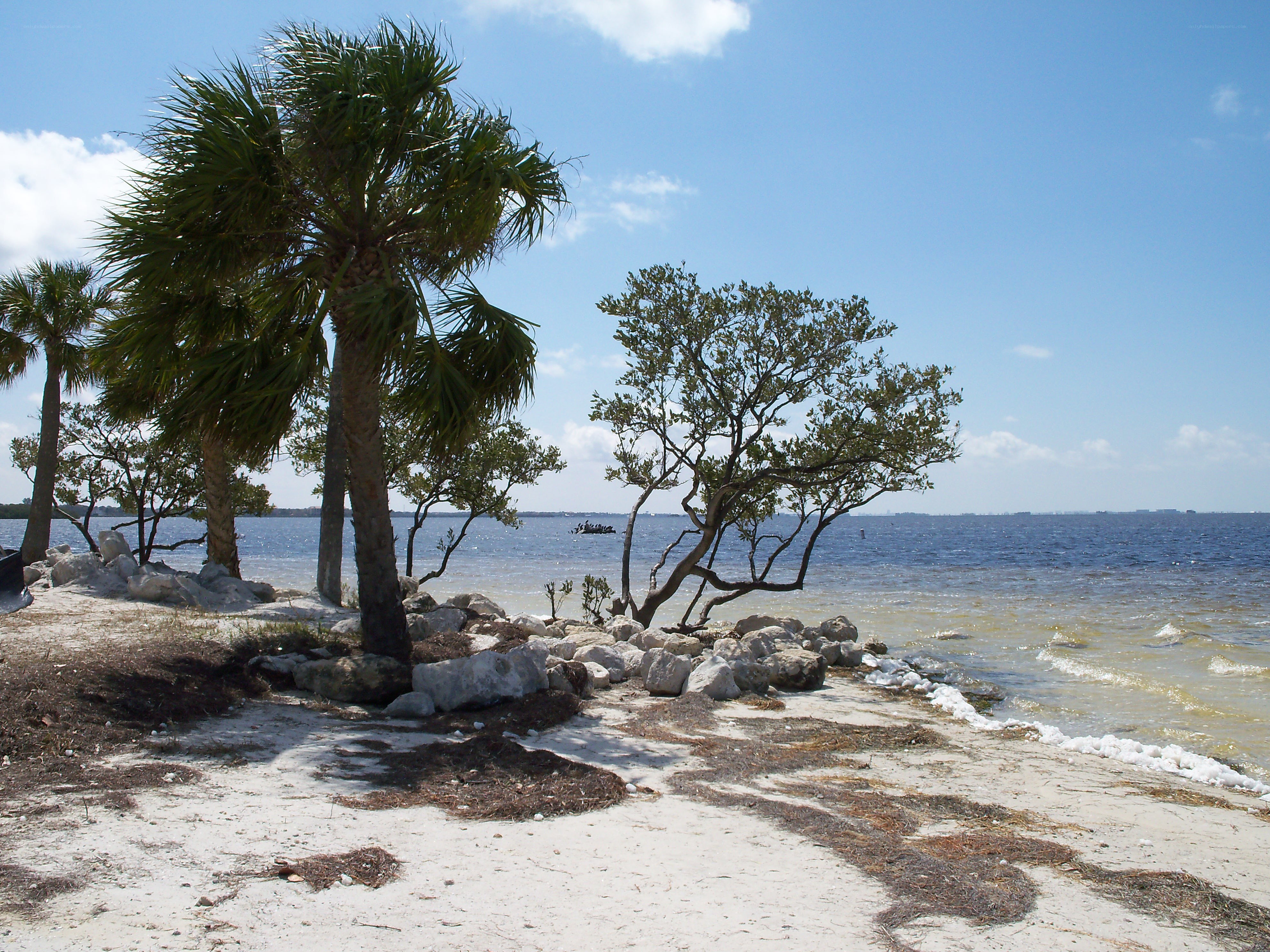 Palm trees on a sandy beach