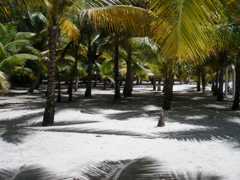 Palm trees on a sandy beach