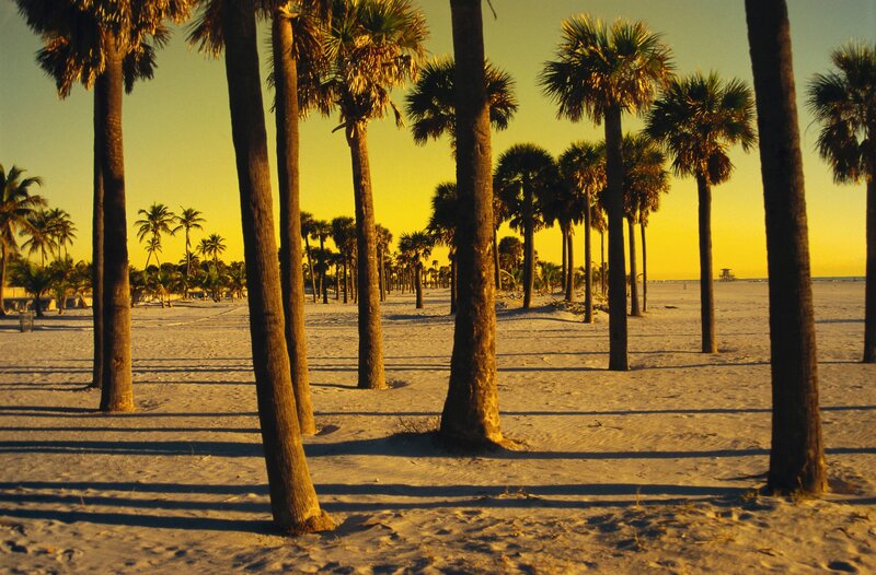 Palm trees on a sandy beach