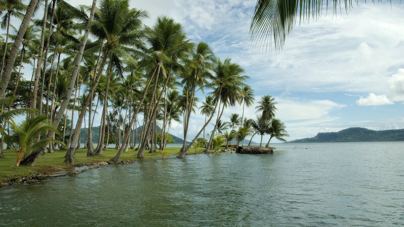 Palm Trees on a Shoreline