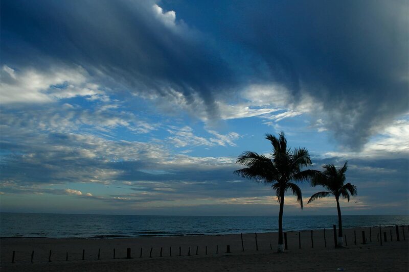 Palm trees on a stormy beach