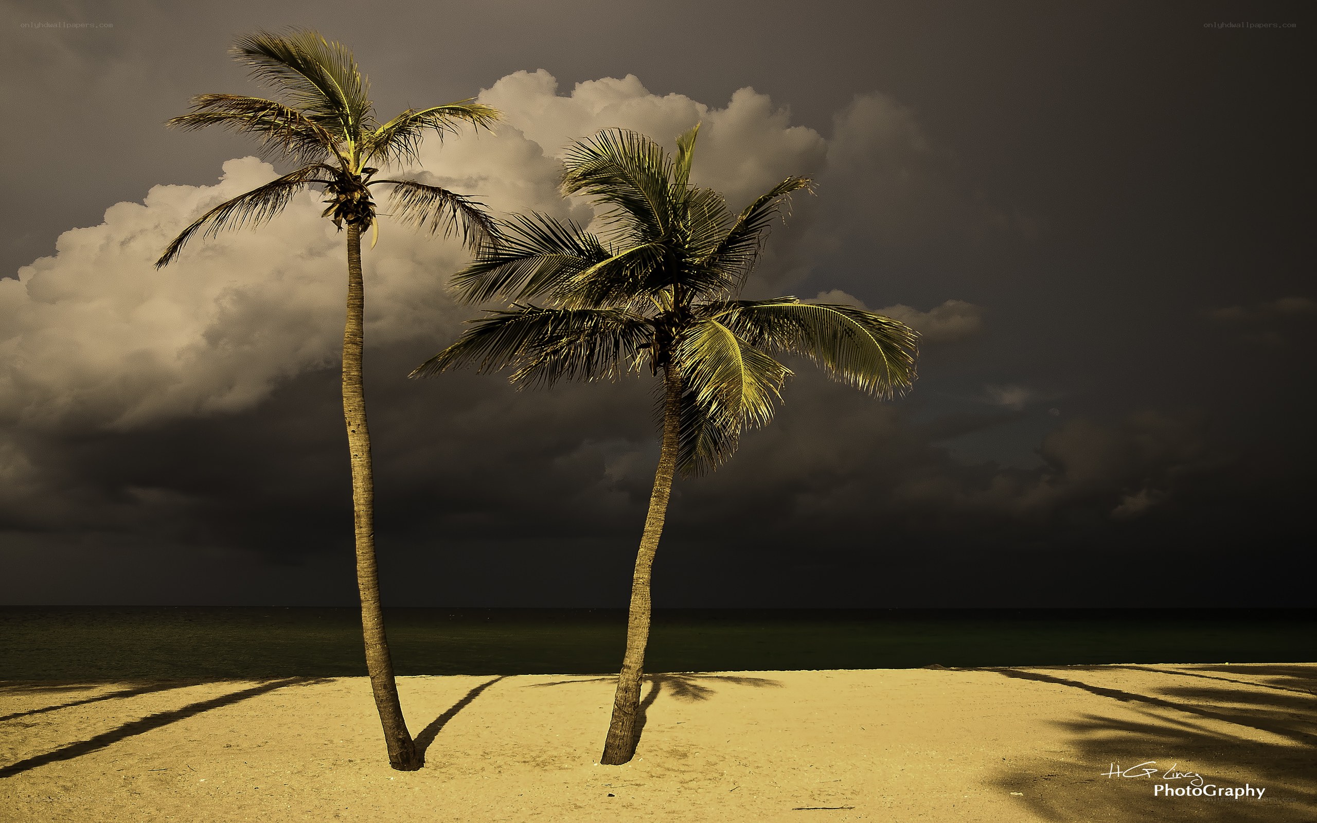 Palm trees on a stormy beach