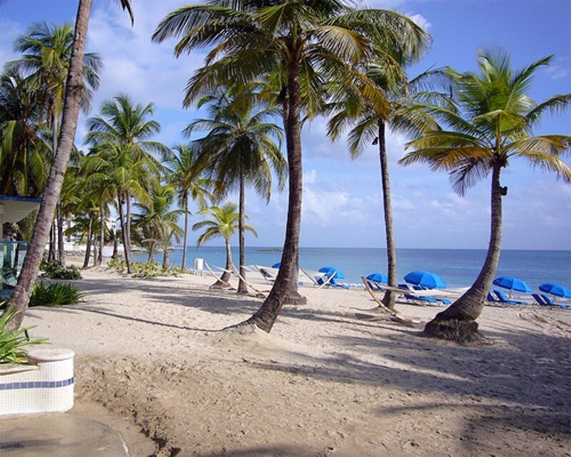 Palm trees on a sunny beach