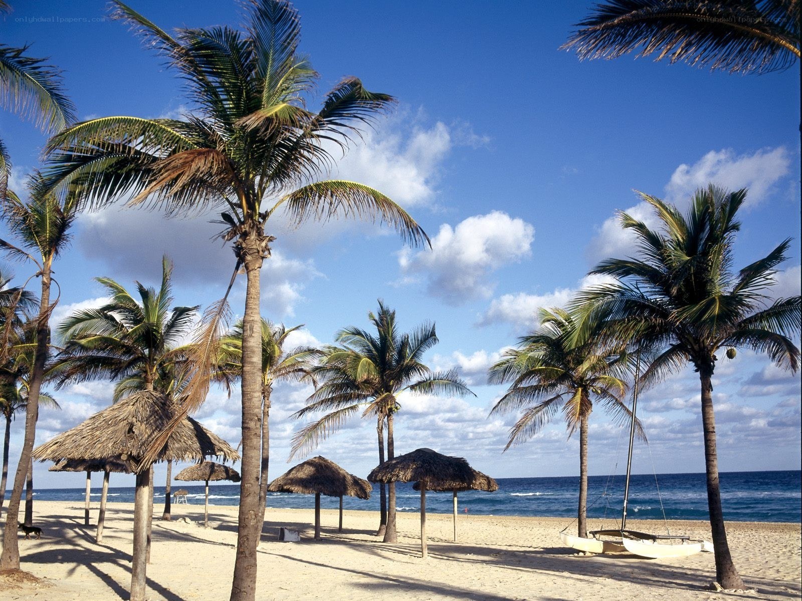 Palm trees on a sunny beach