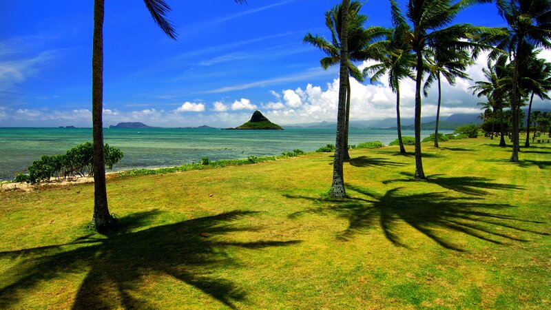Palm trees on a sunny beach