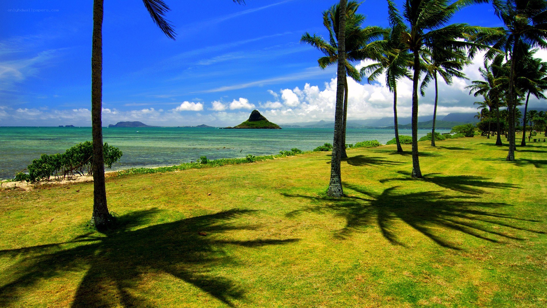Palm trees on a sunny beach