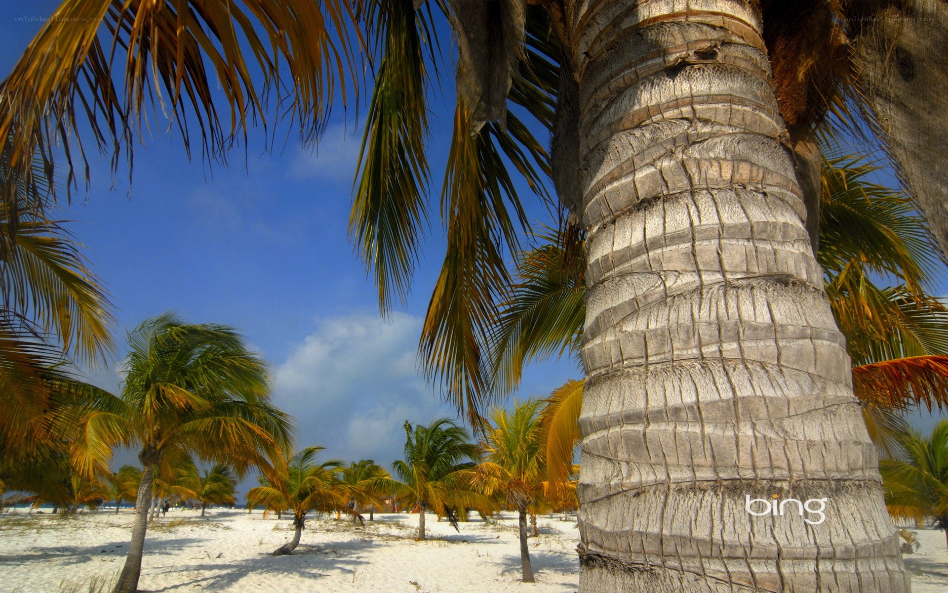 Palm trees on a sunny beach
