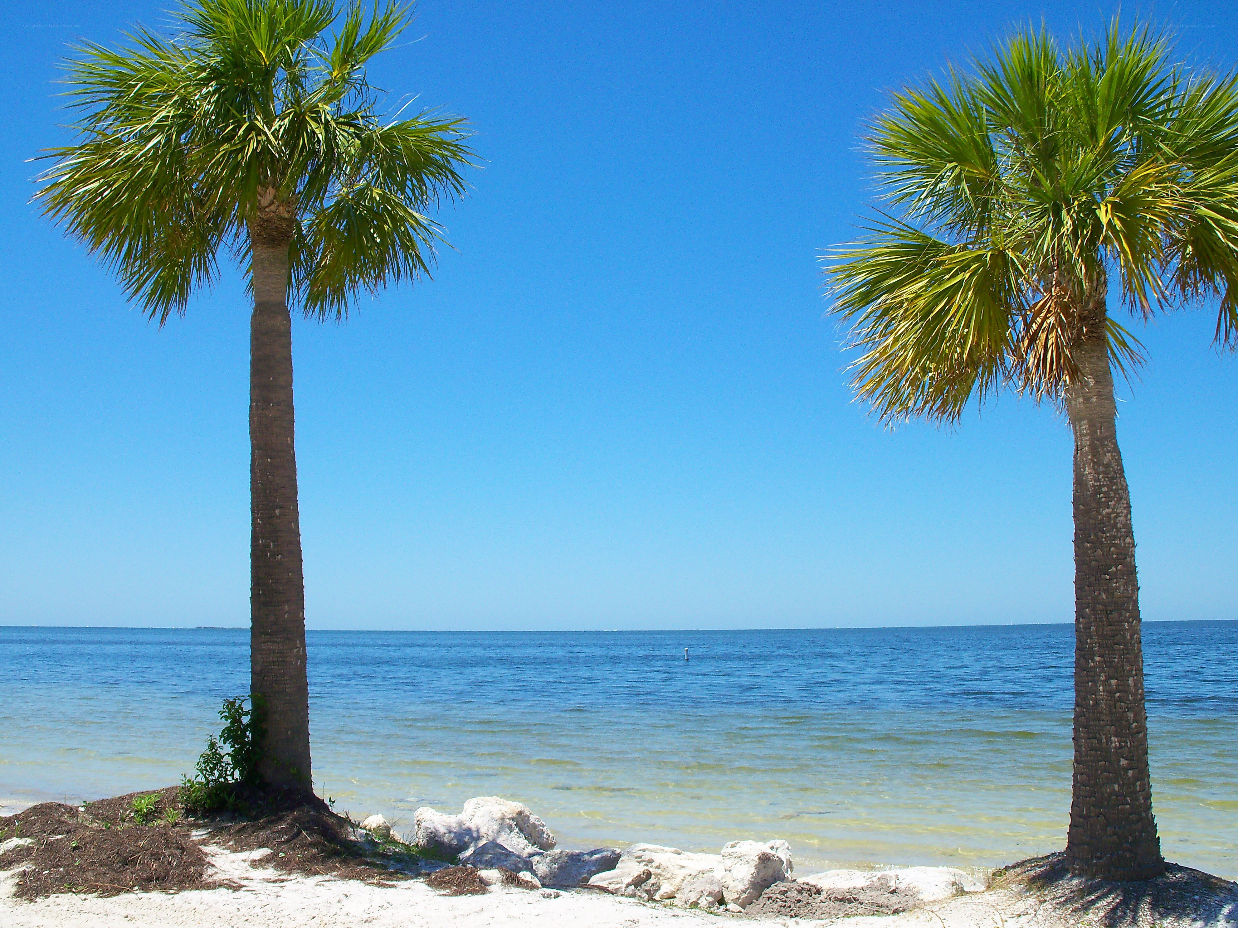 palm trees on a sunny beach