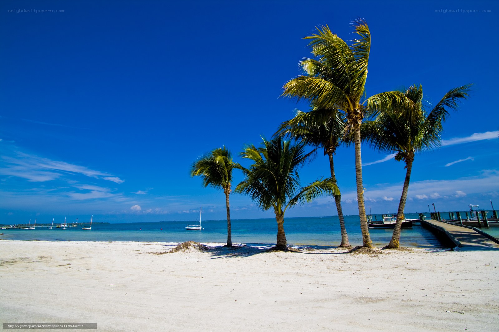Palm trees on a sunny beach