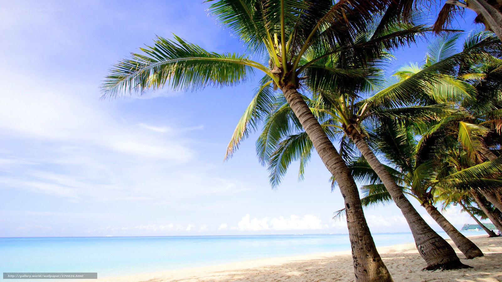 Palm trees on a tropical beach