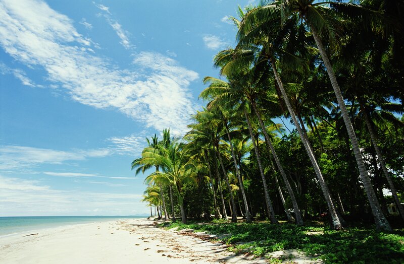 Palm trees on a tropical beach