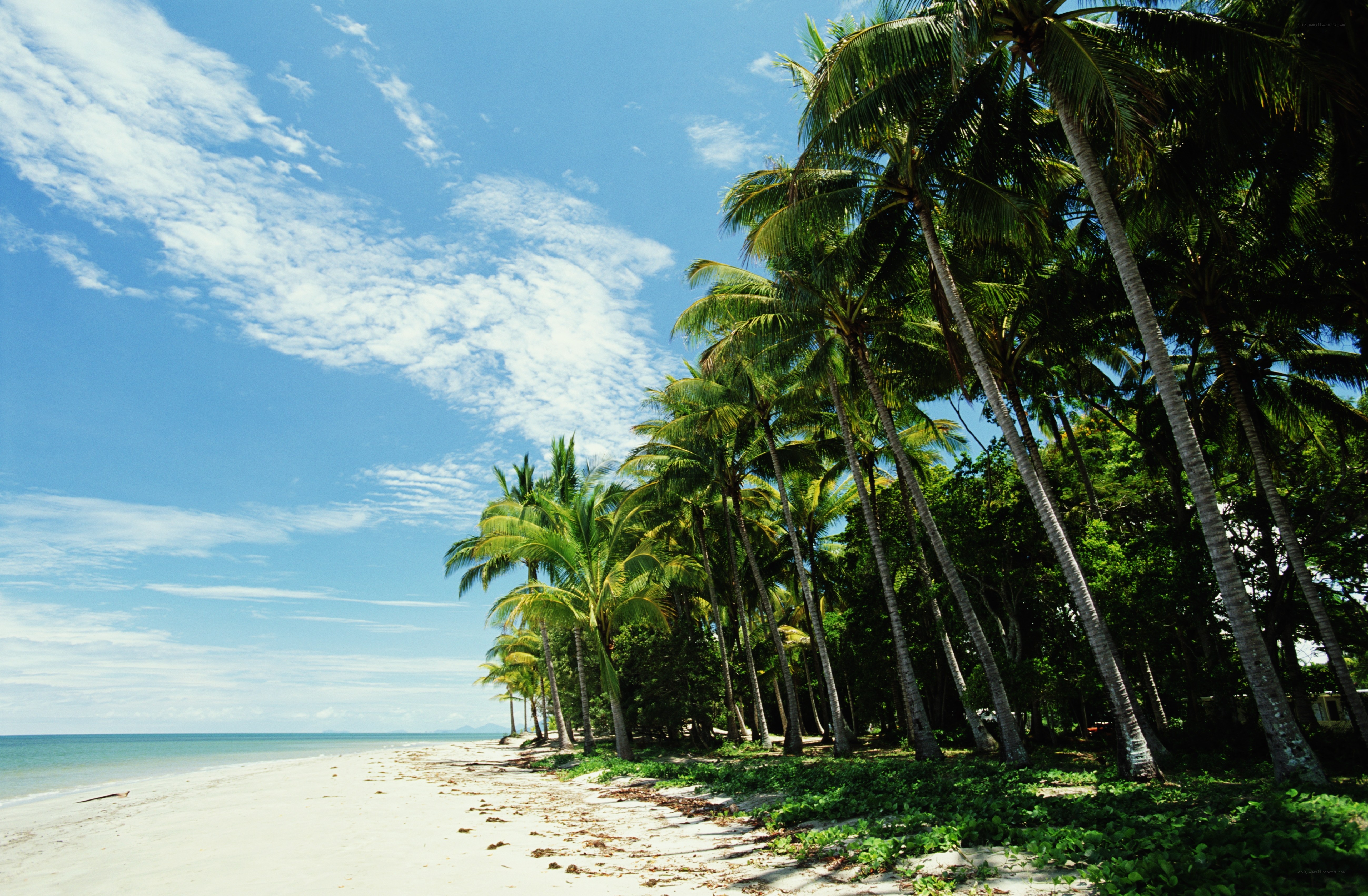 Palm trees on a tropical beach