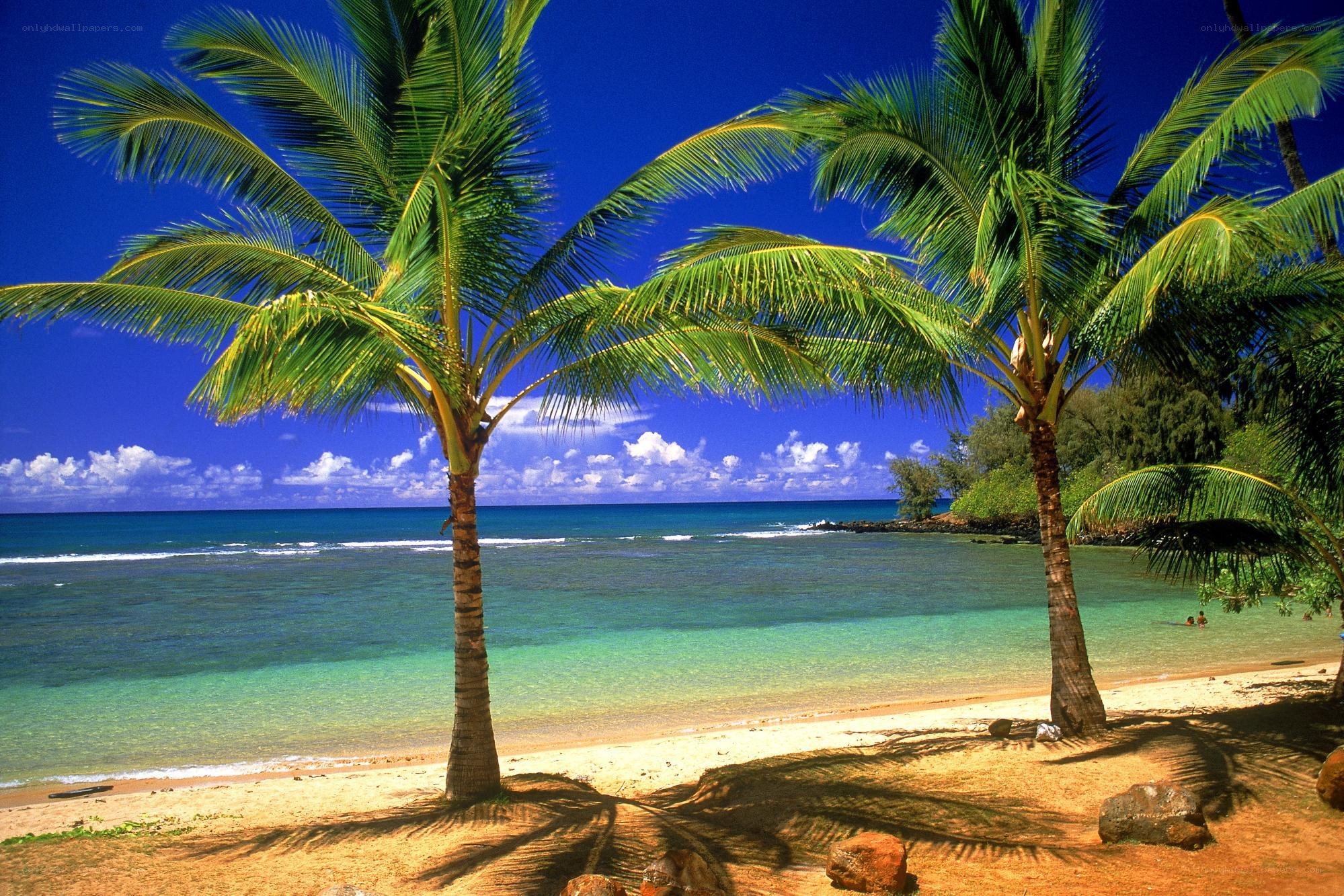 Palm trees on a tropical beach