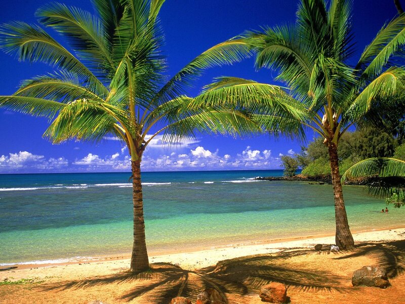 Palm trees on a tropical beach