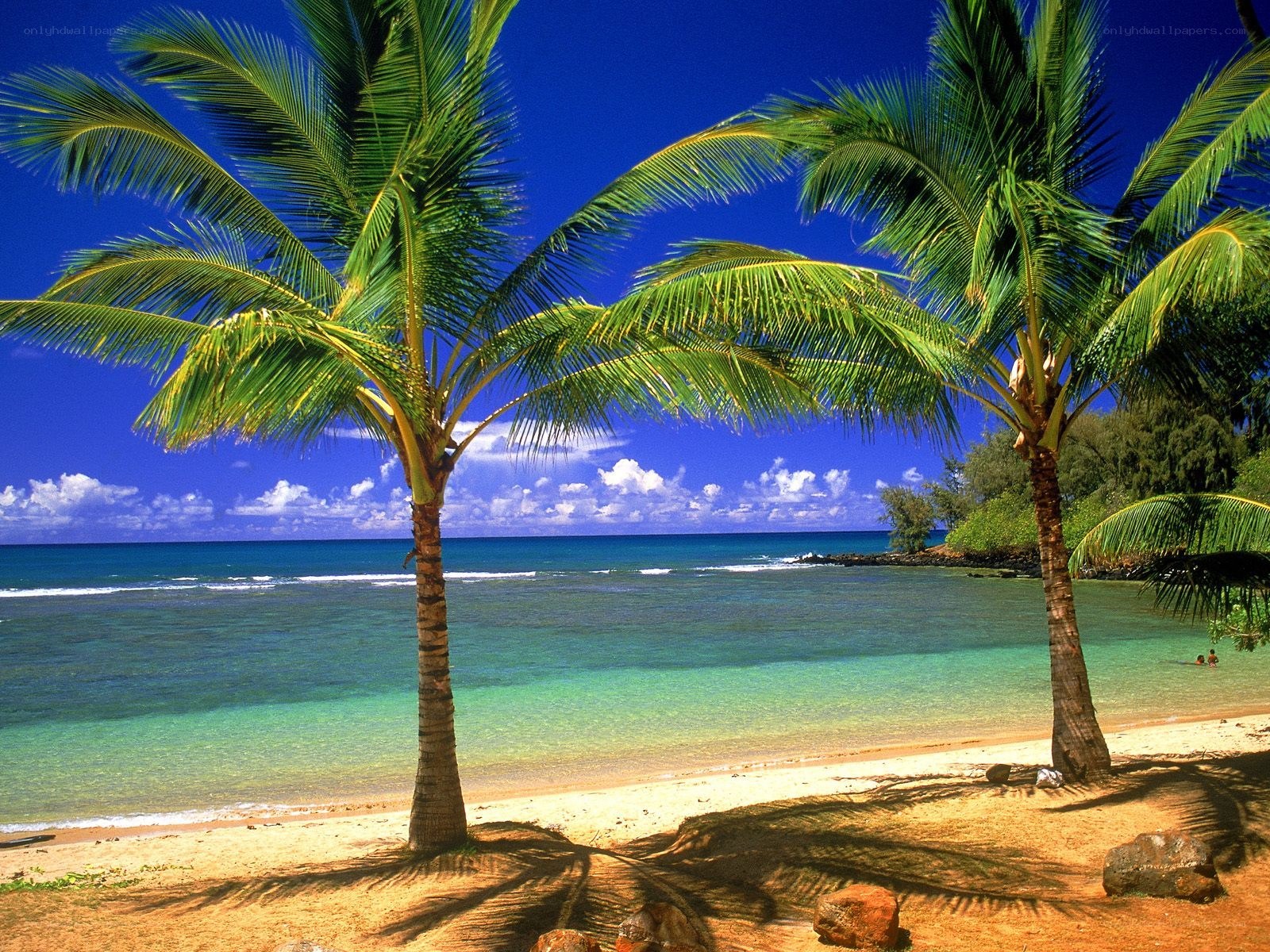 Palm trees on a tropical beach