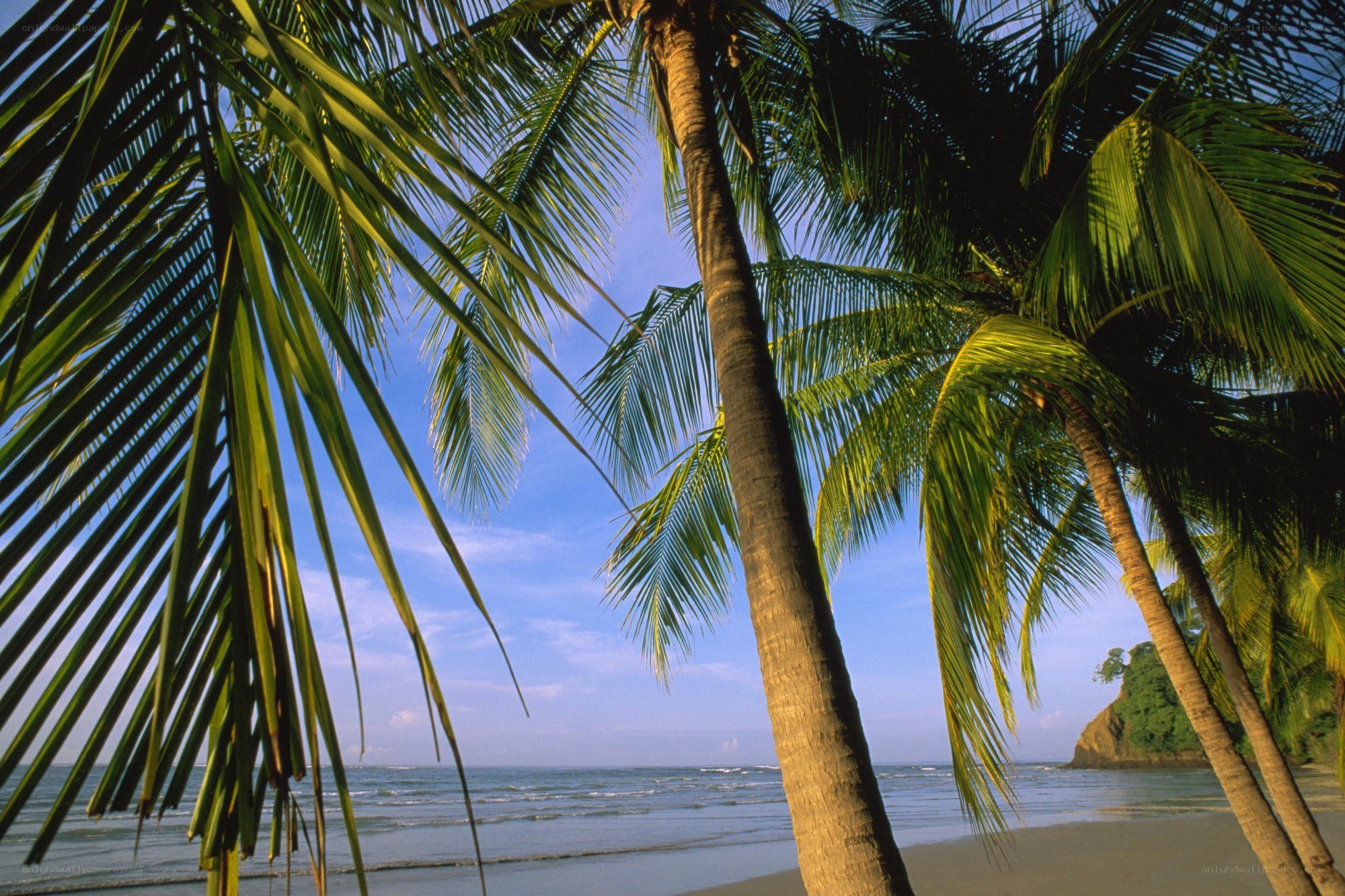 Palm trees on a tropical beach
