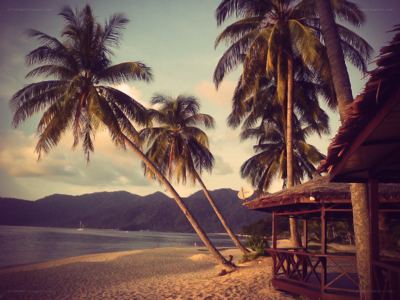 Palm trees on a tropical beach