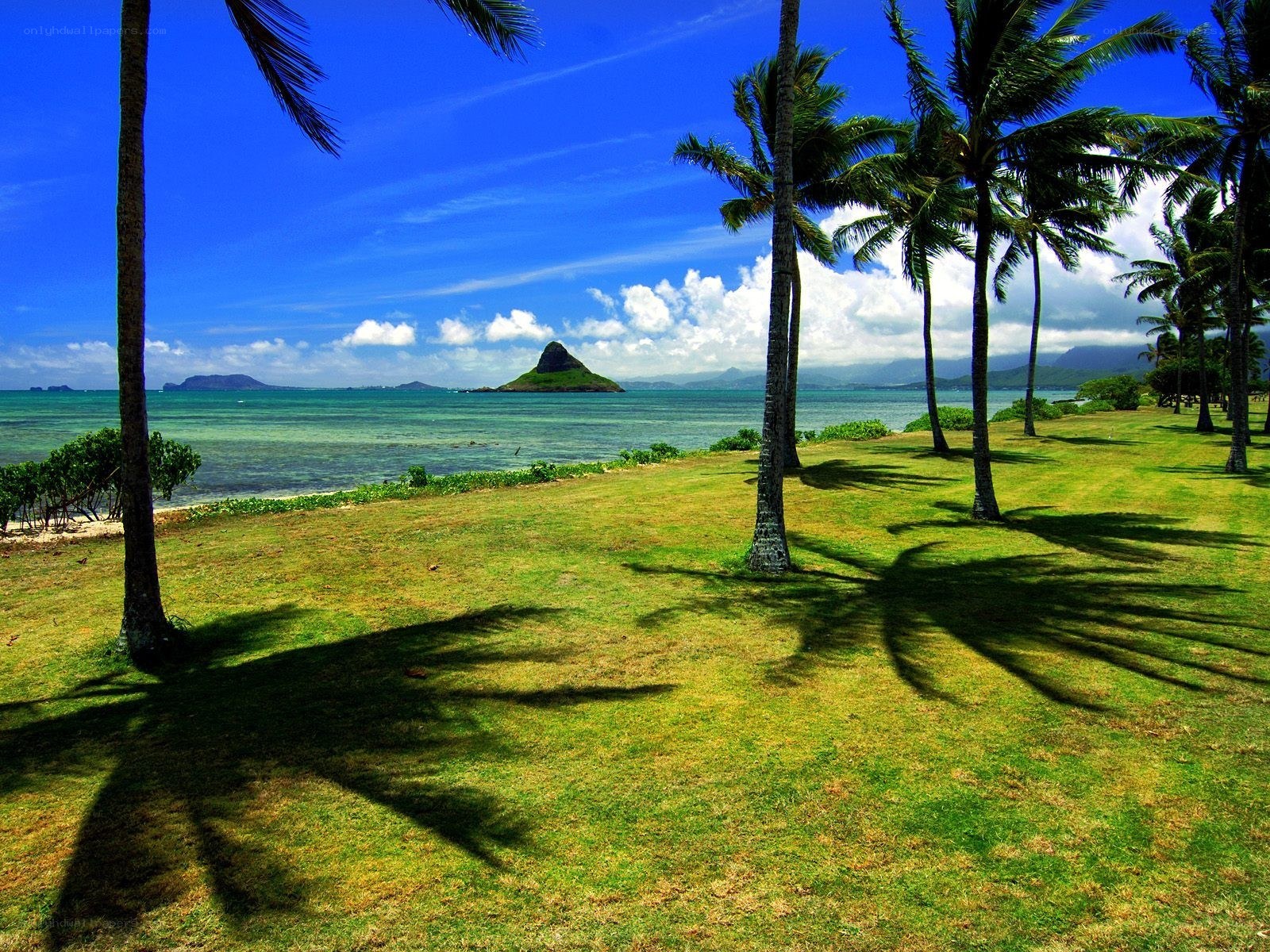 Palm trees on a tropical beach