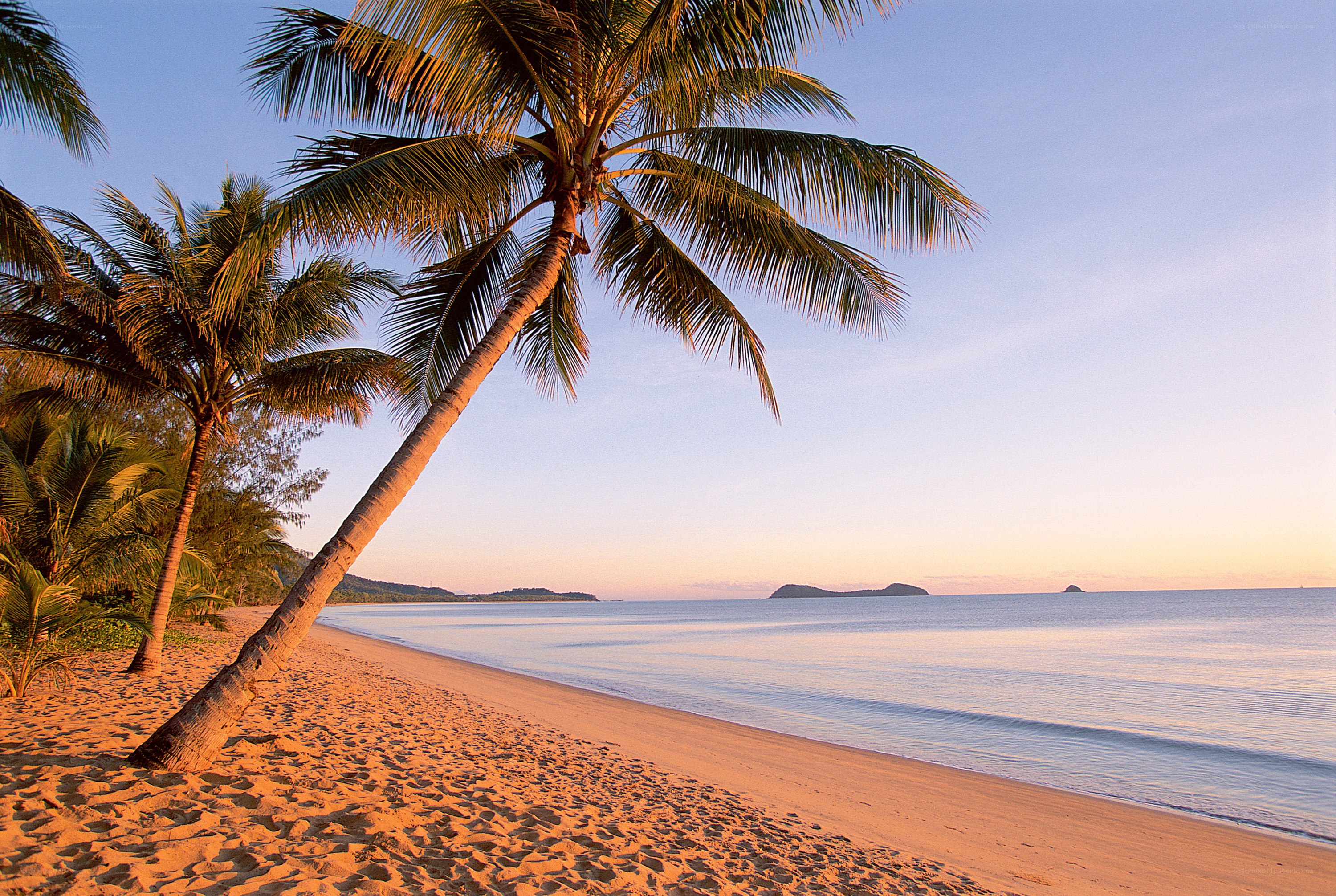 Palm trees on a tropical beach