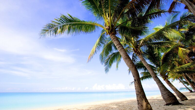 Palm trees on a tropical beach
