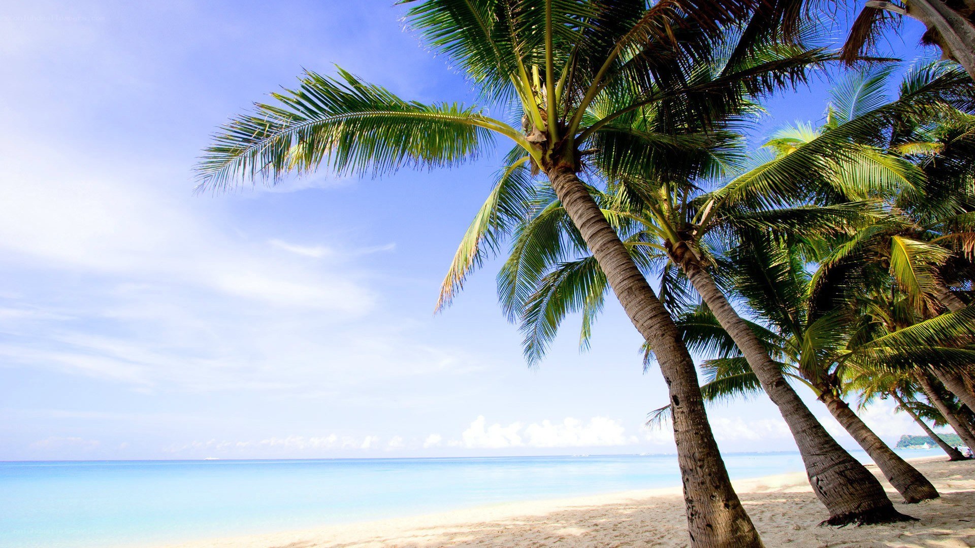 Palm trees on a tropical beach