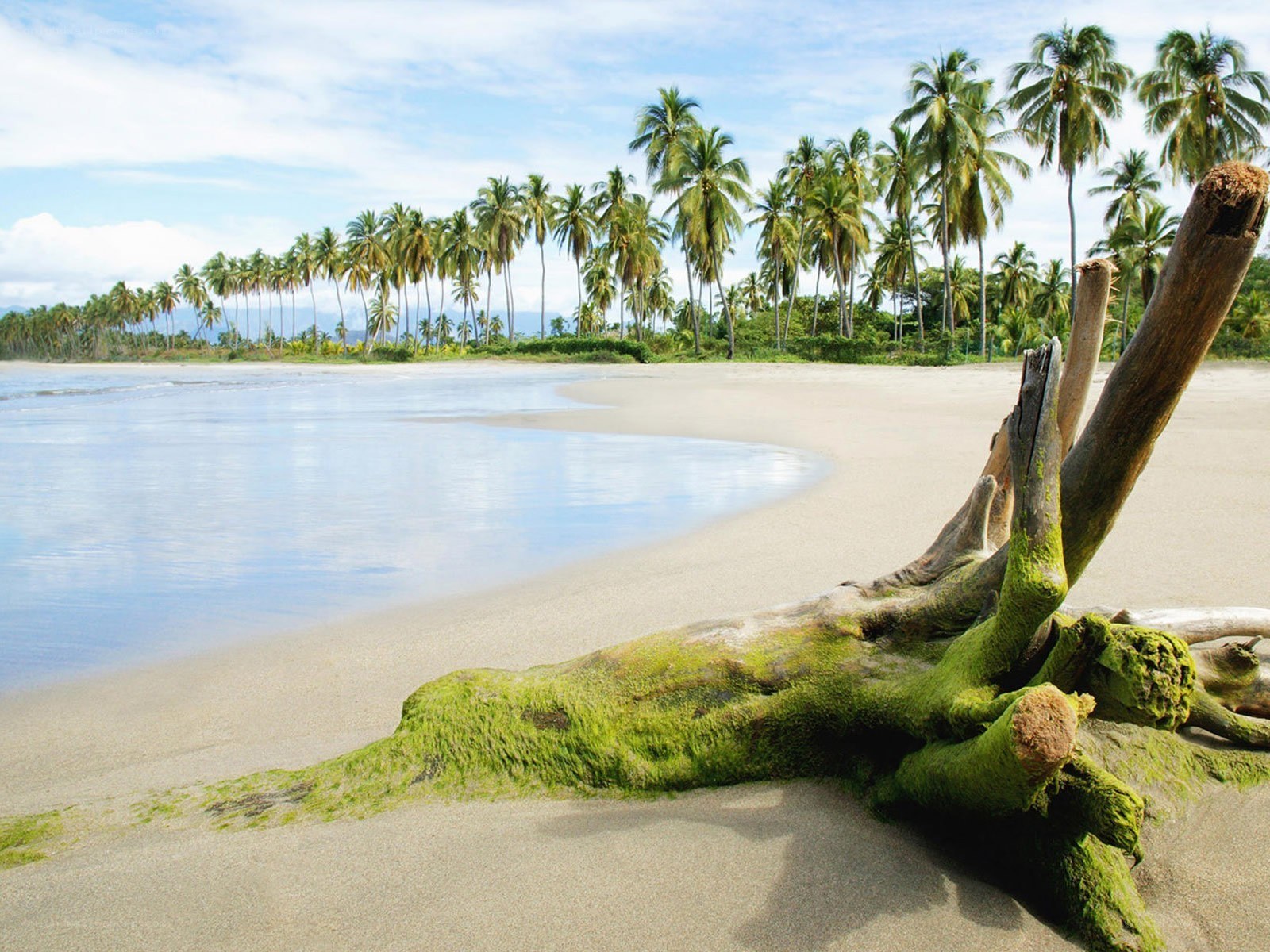 Palm trees on a tropical beach