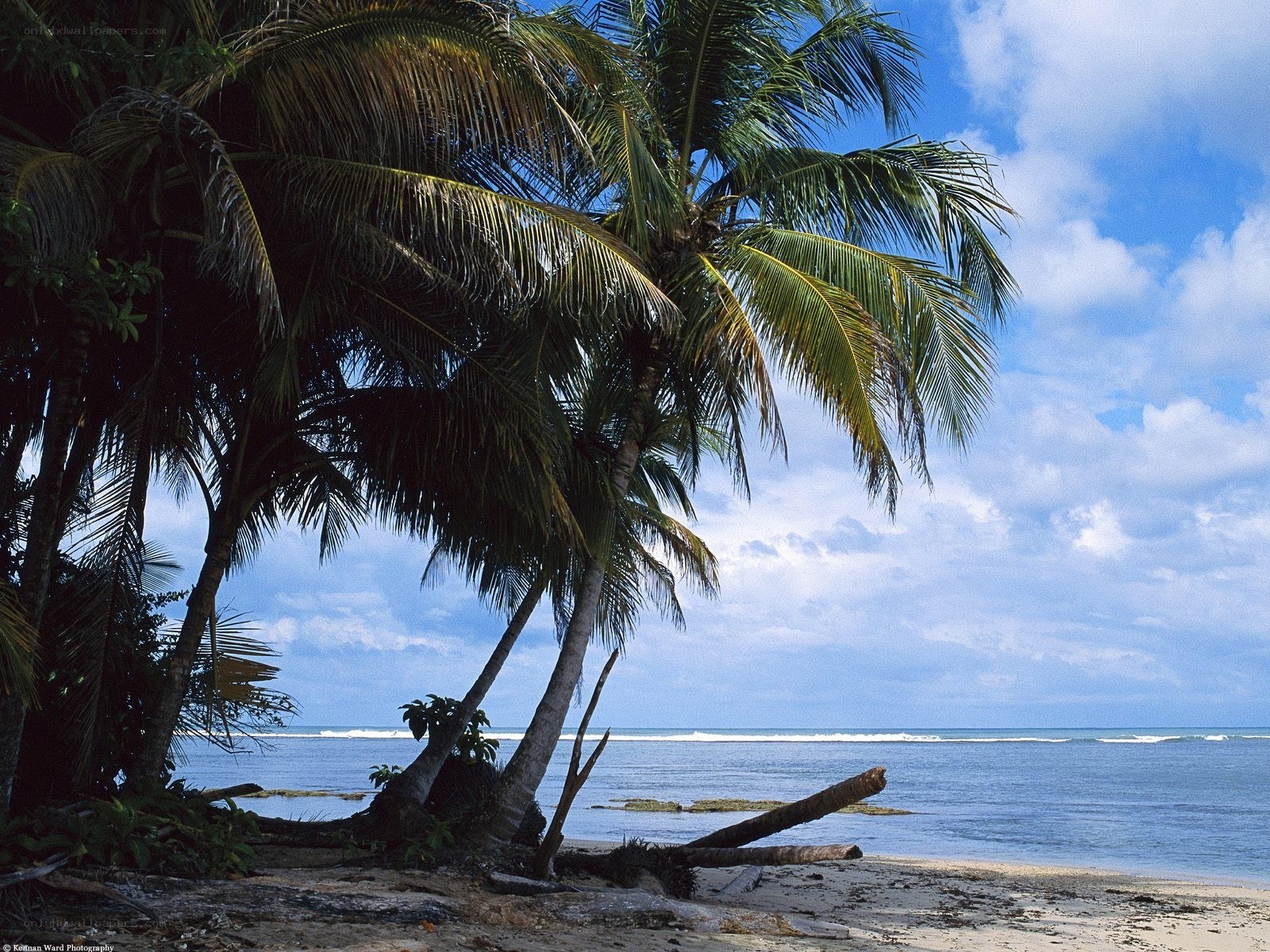Palm trees on a tropical beach