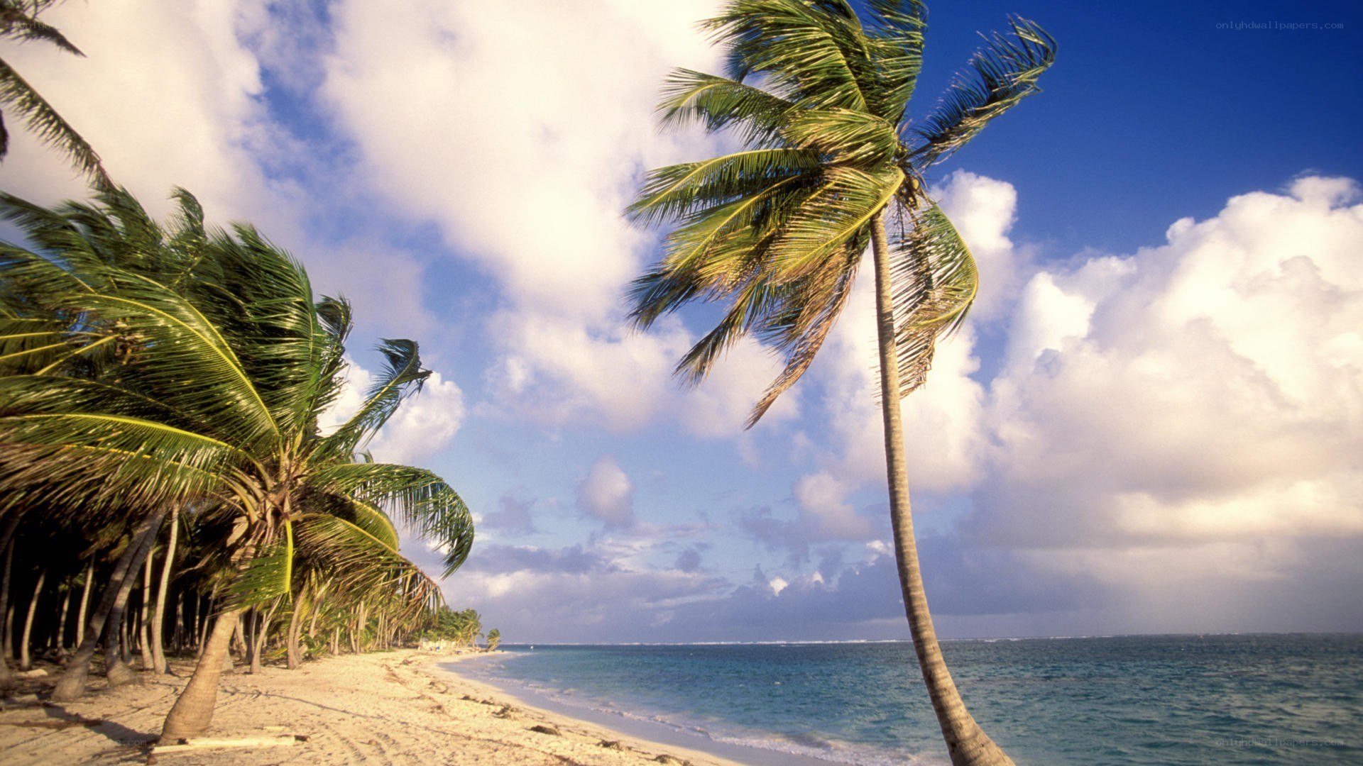 Palm trees on a tropical beach