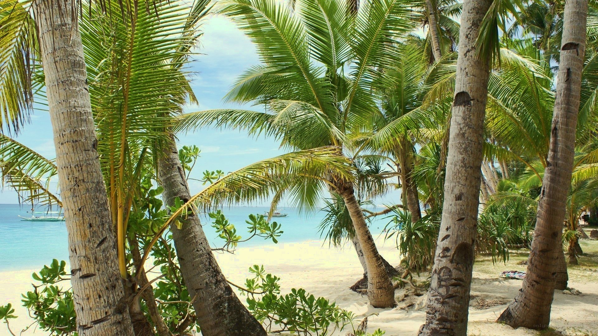 Palm trees on a tropical beach