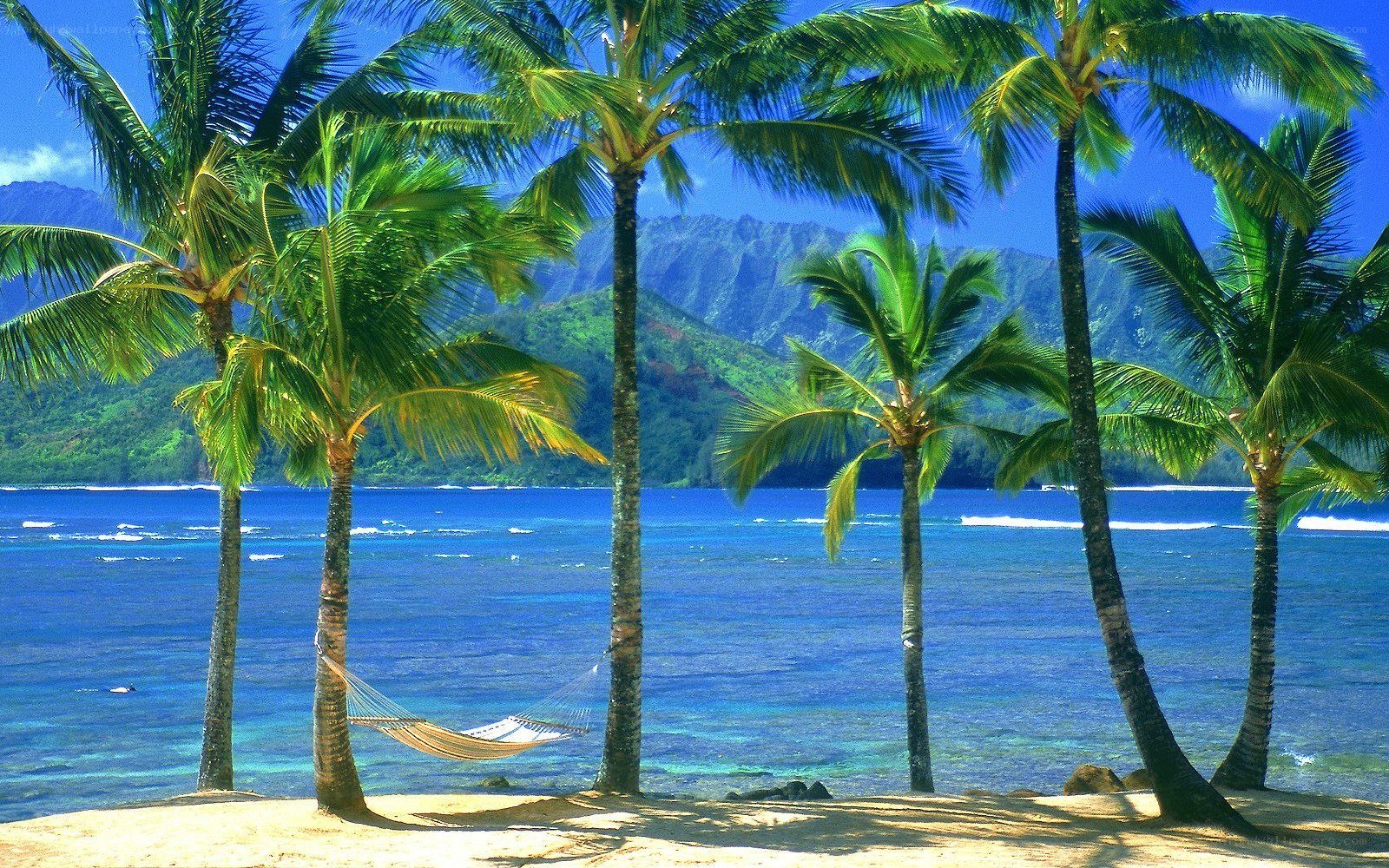 Palm trees on a tropical beach