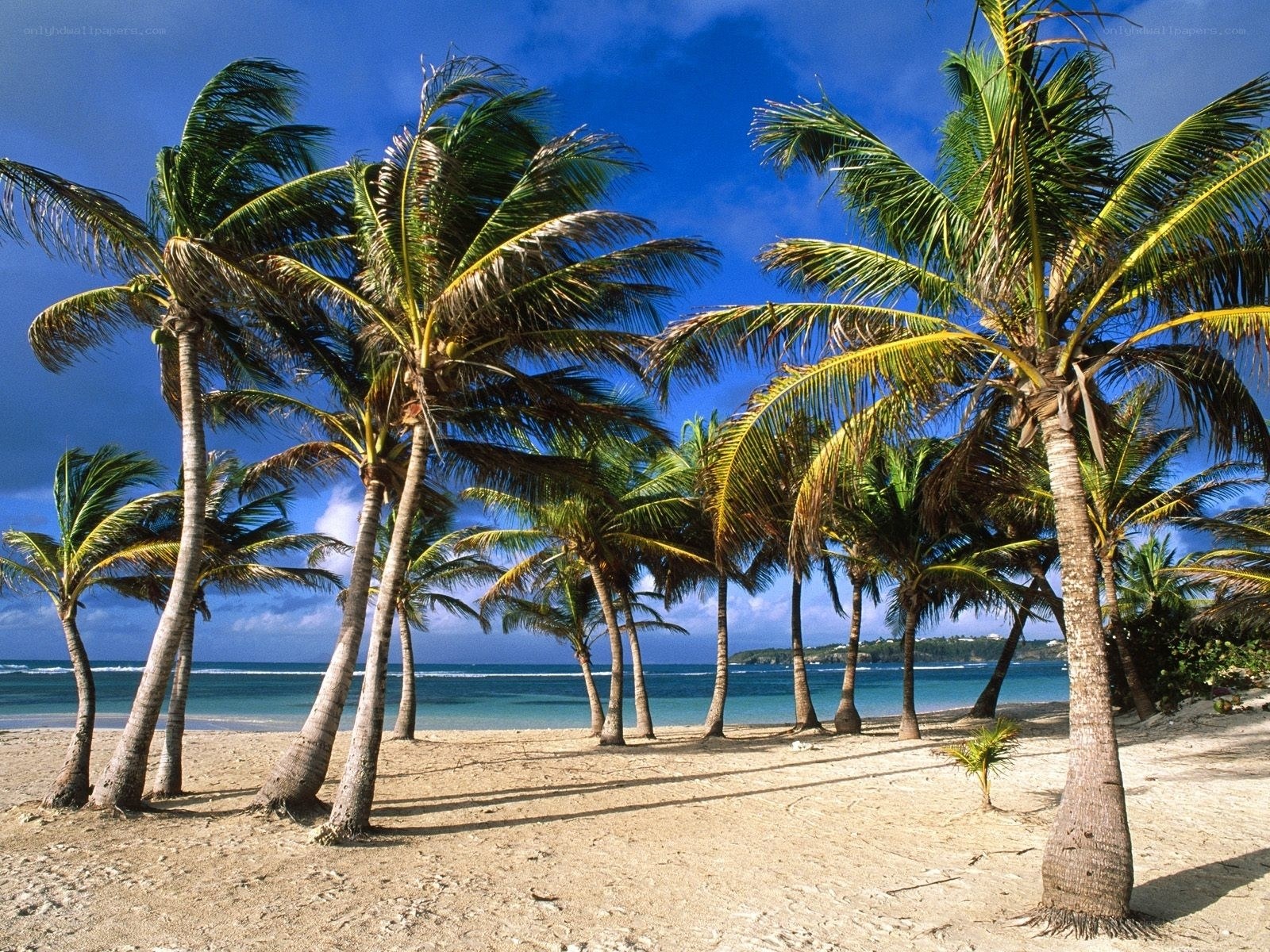 Palm trees on a tropical beach