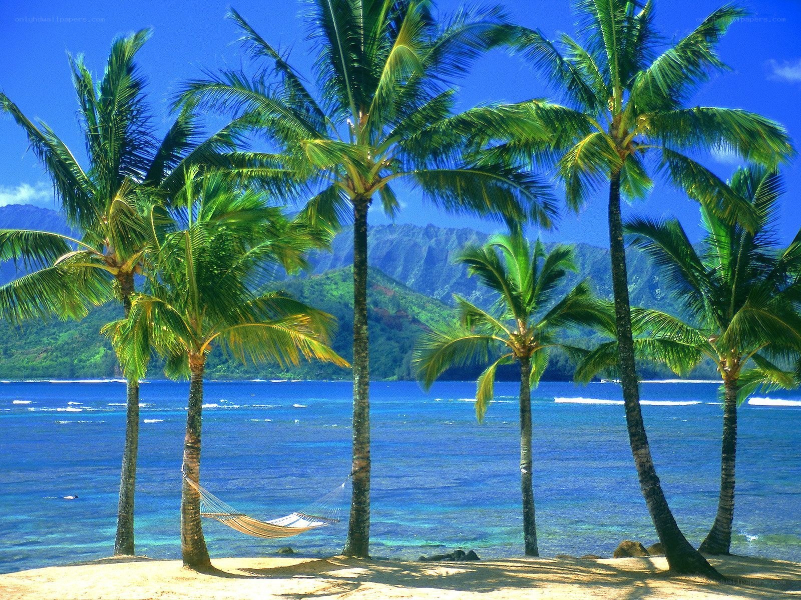 Palm trees on a tropical beach