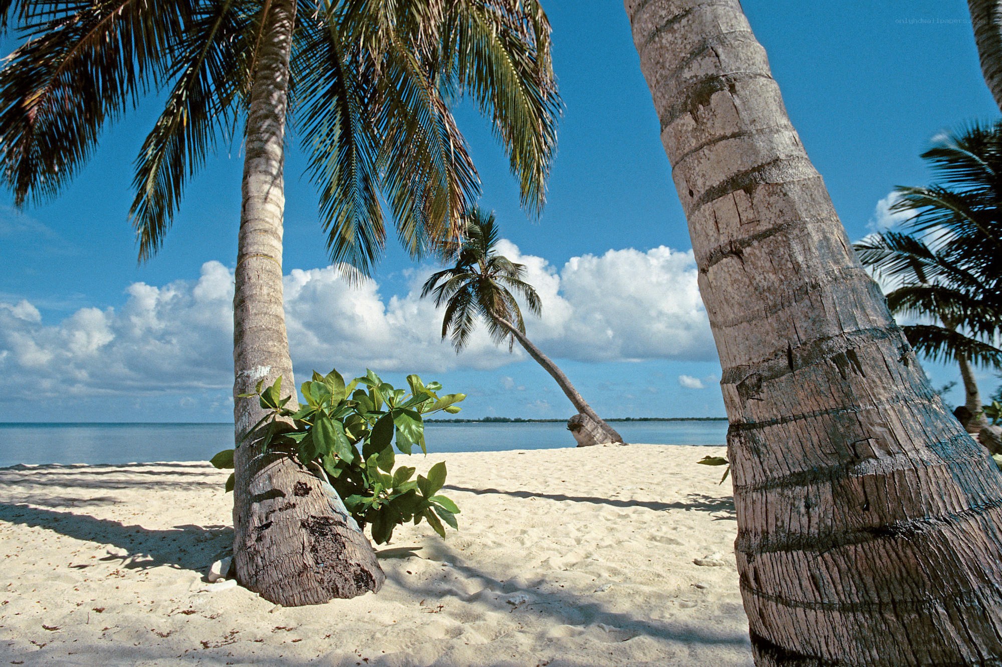 Palm trees on a tropical beach