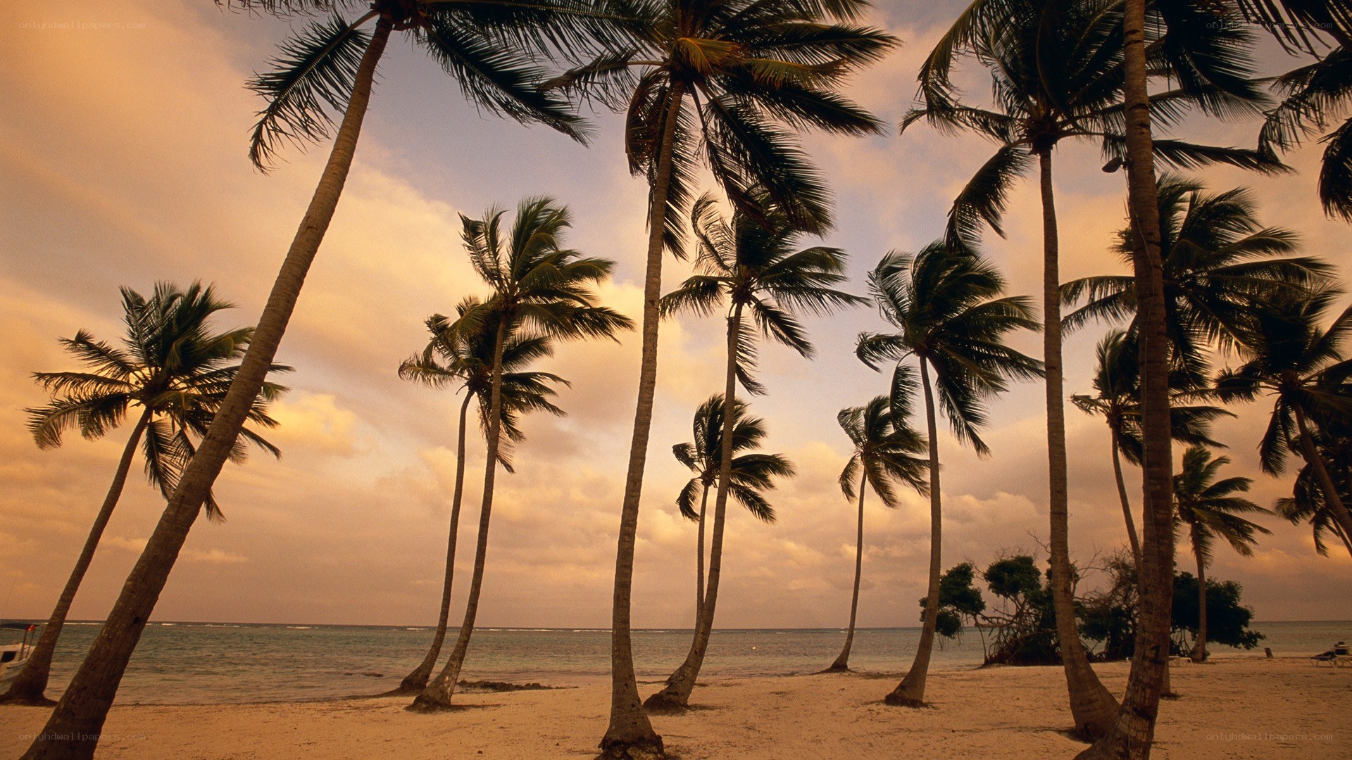 palm trees on a tropical beach