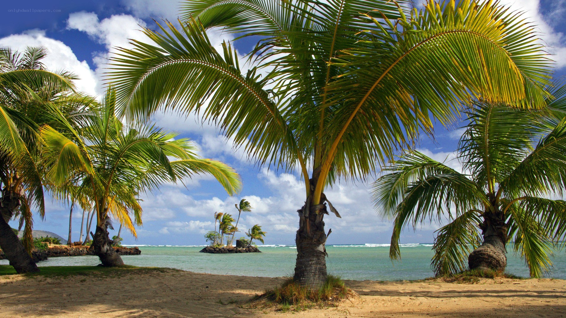 Palm trees on a tropical beach