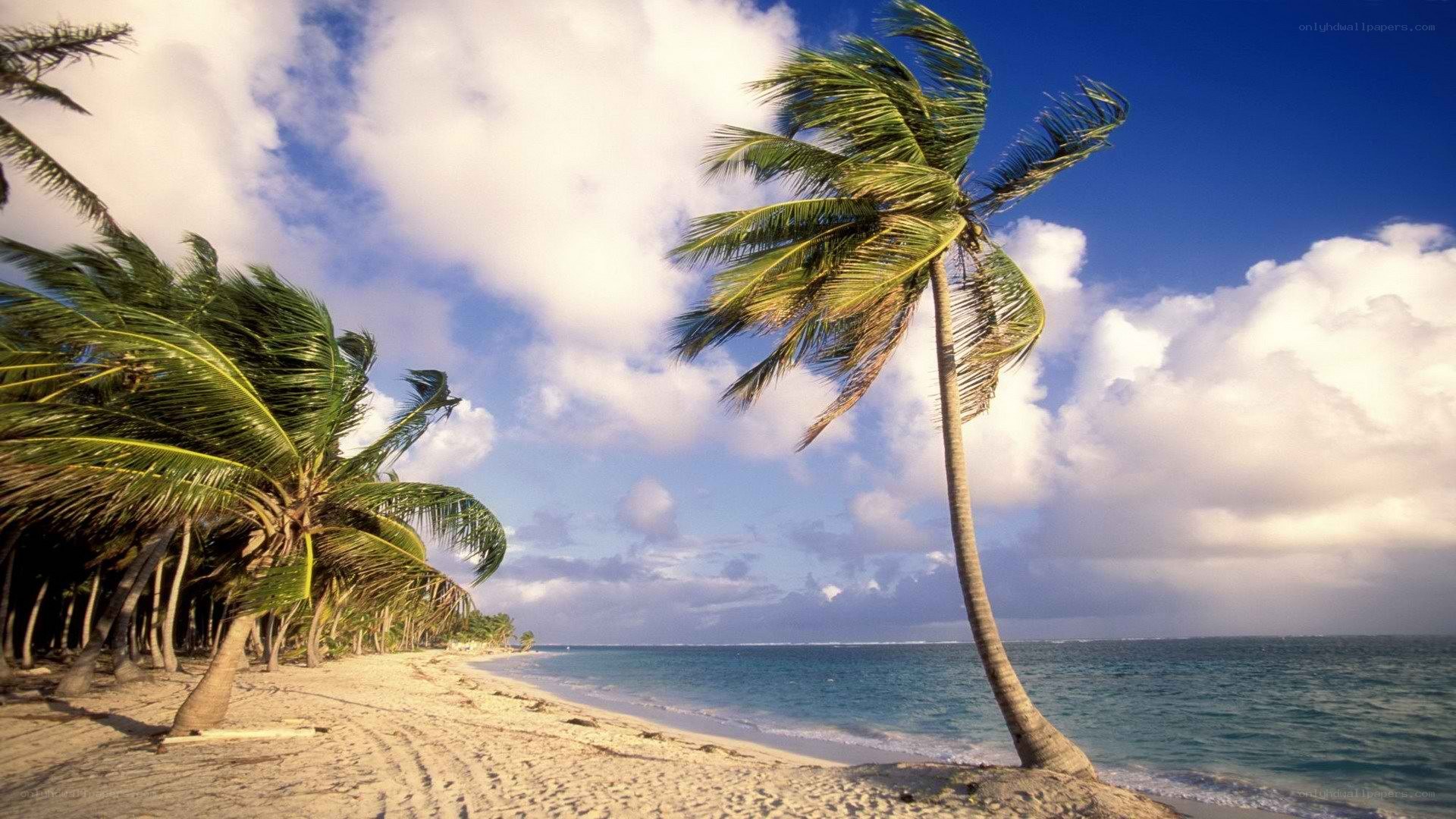 Palm trees on a tropical beach
