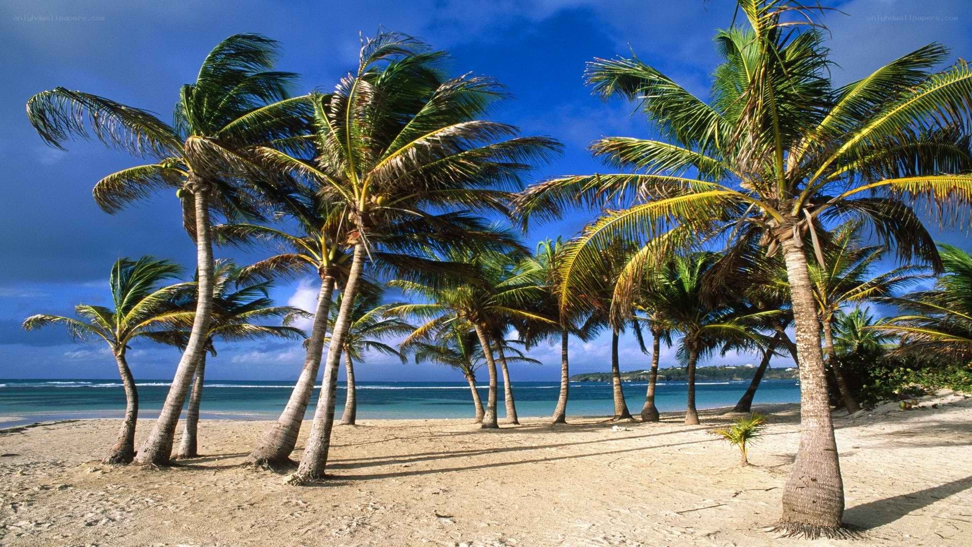 Palm trees on a tropical beach