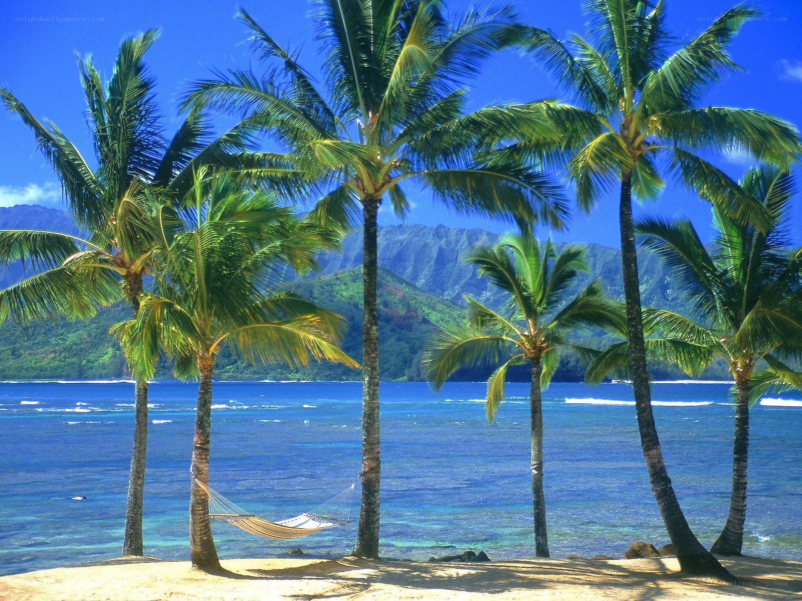 Palm trees on a tropical beach