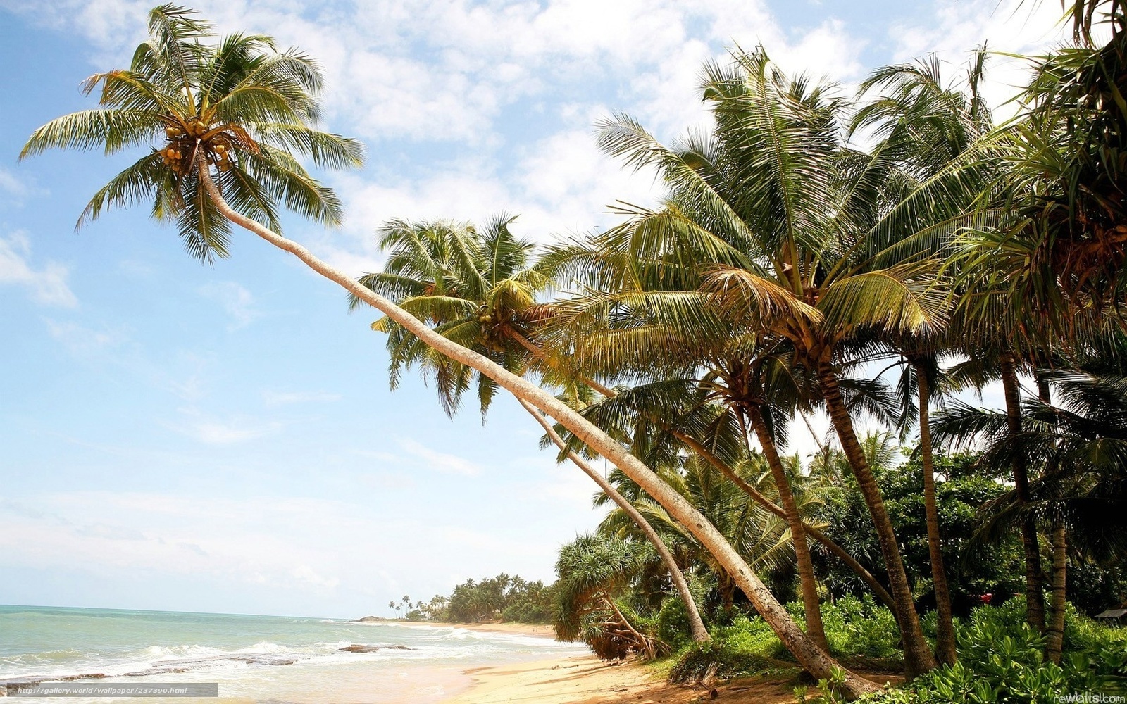 Palm trees on a tropical beach