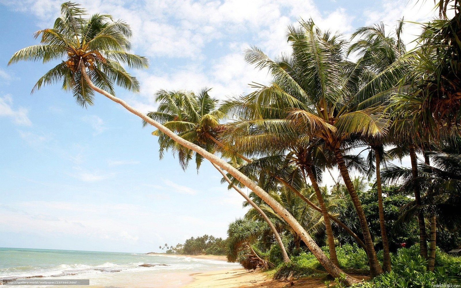 Palm trees on a tropical beach