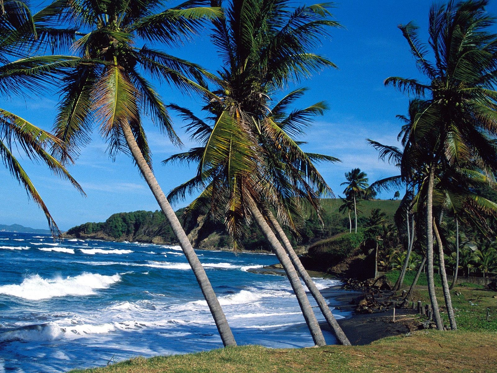 Palm trees on a tropical beach