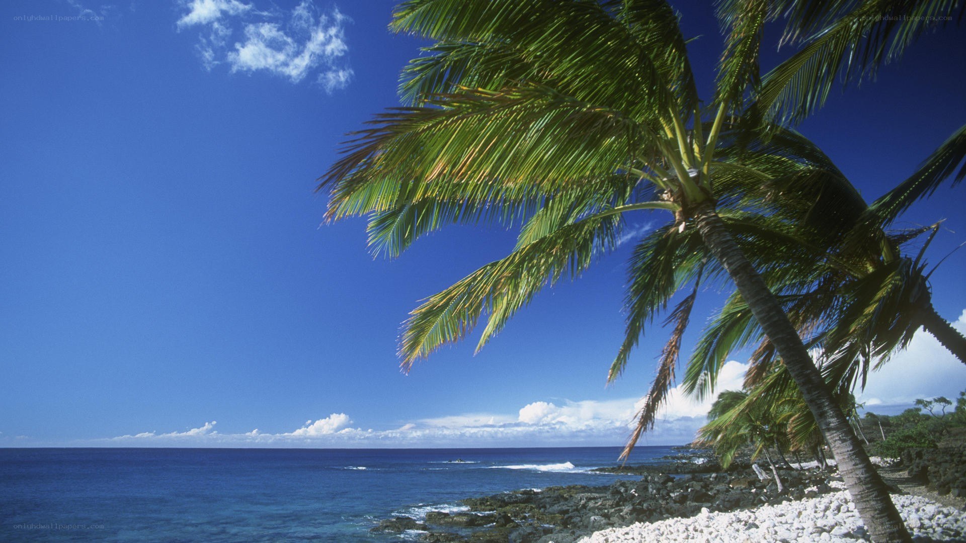 Palm trees on a tropical beach